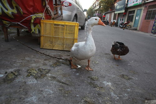 小區公共車位變養殖場，奇葩占位神器引爭議