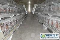 高品質全自動家禽牲畜喂料機械 提升養殖效率的未來選擇