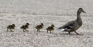 瀘州藍茂家畜養殖 生態循環與現代化管理的典范