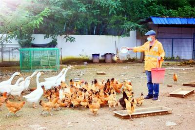 十二時(shí)辰守望 百余職工封閉工區(qū)，守護(hù)家畜養(yǎng)殖的日與夜