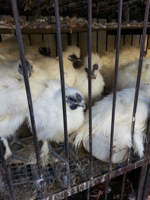 禽流感沖擊下的哈爾濱家禽市場(chǎng) 銷量銳減與行業(yè)陣痛