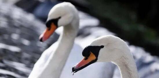 天鵝哀悼同伴致列車延誤 忠誠(chéng)之翼下的思考